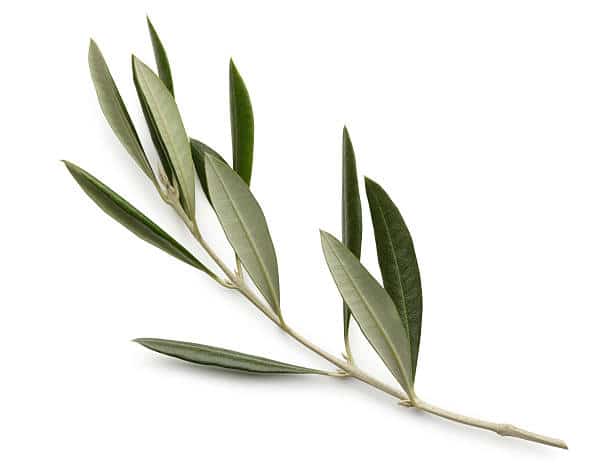 rameau olivier